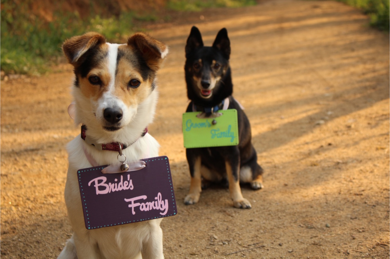 Having animals at your wedding